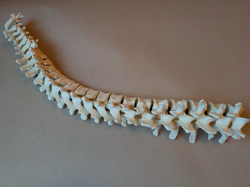 Coluna Vertebral Articulada