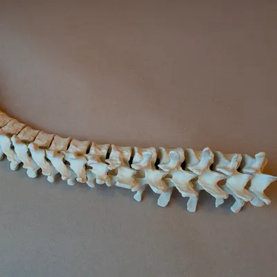 Coluna Vertebral Articulada