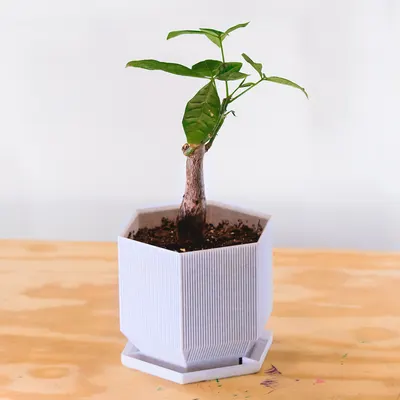 Vaso hexagonal